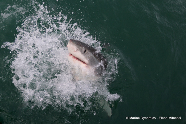 Great White Shark, South Africa 